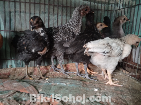 ১ মাস বয়সী দেশি মুরগির বাচ্চা